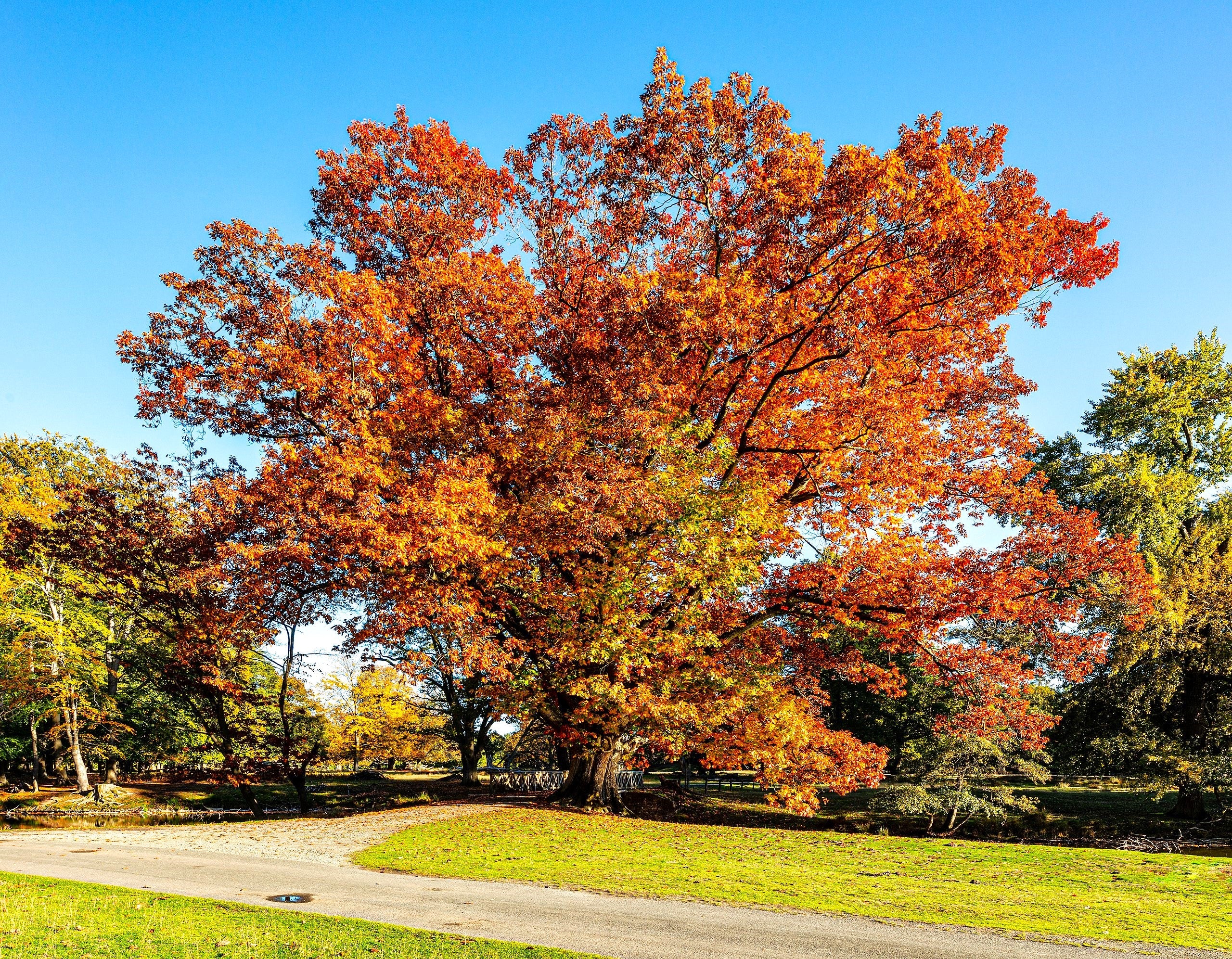 Red Oak Tree - Image 2