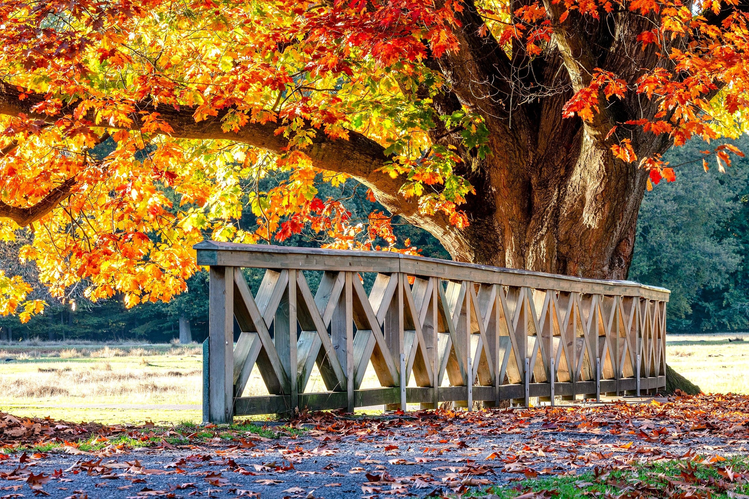 Red Oak Tree - Image 3
