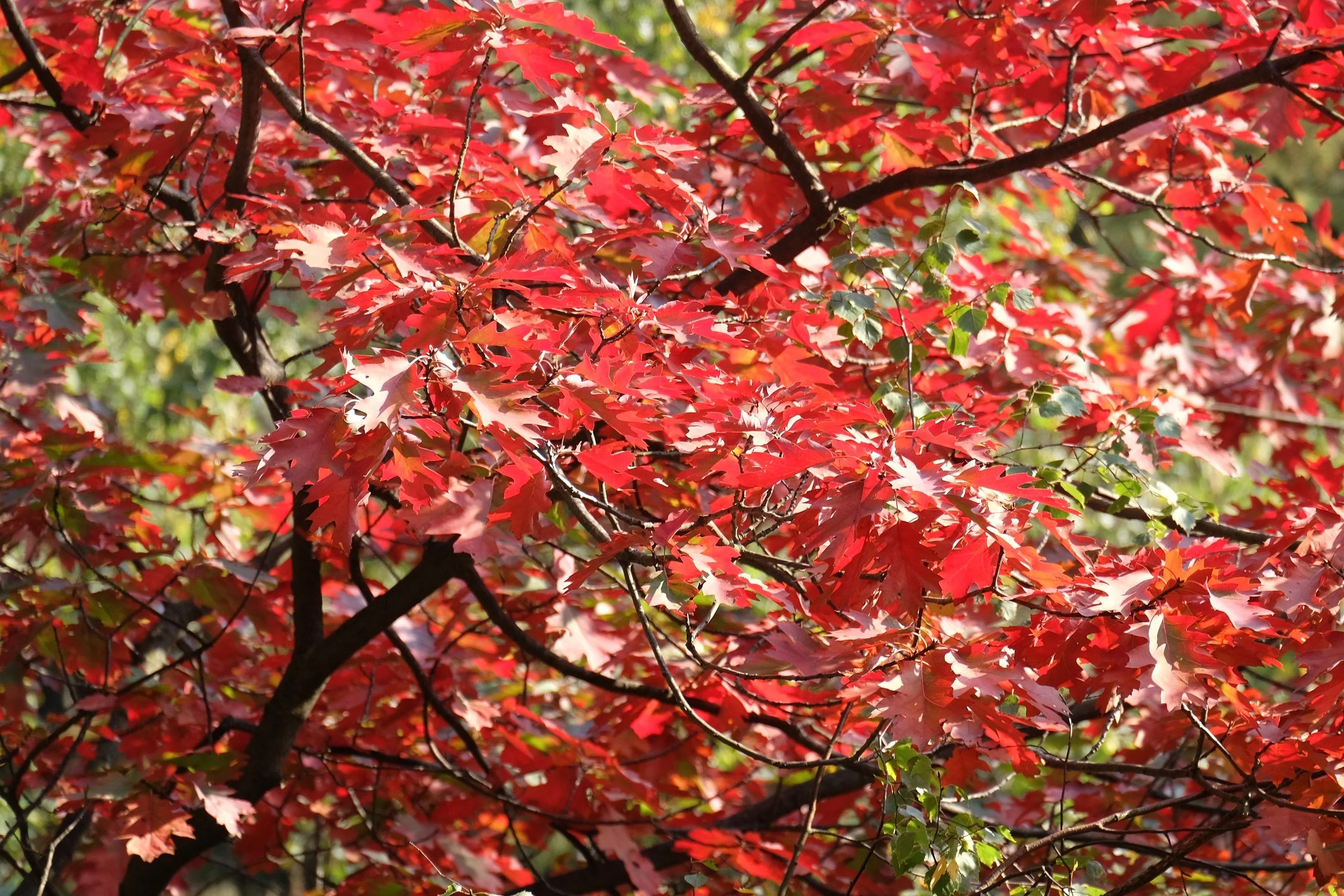 Red Oak Tree - Image 4