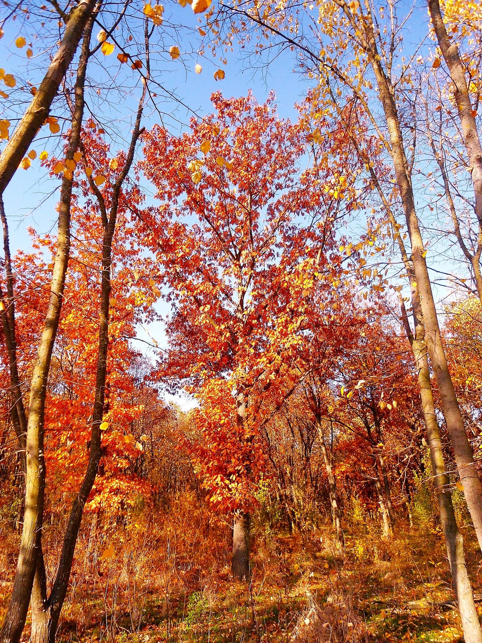 Red Oak Tree - Image 6