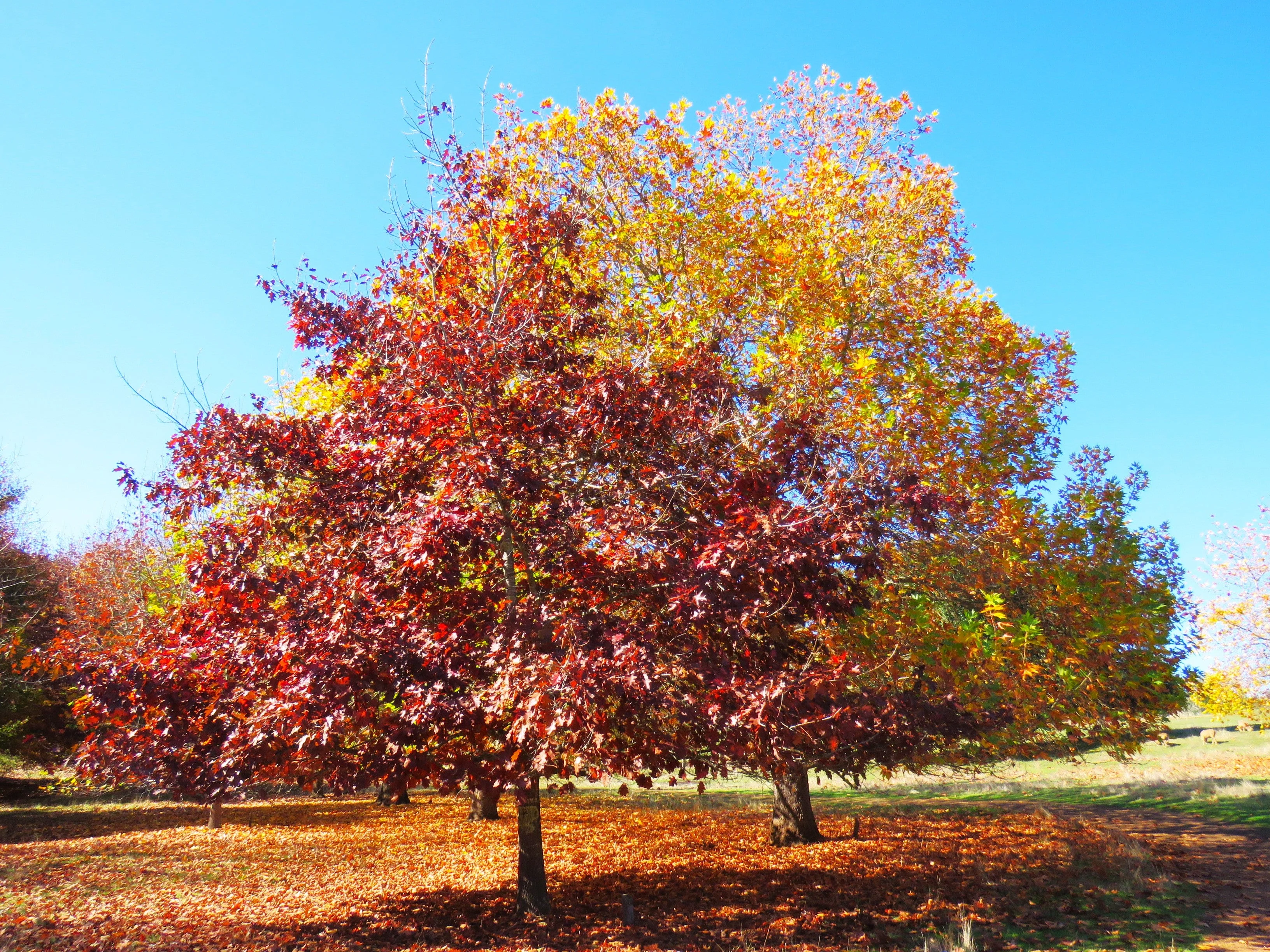 Red Oak Tree - Image 7
