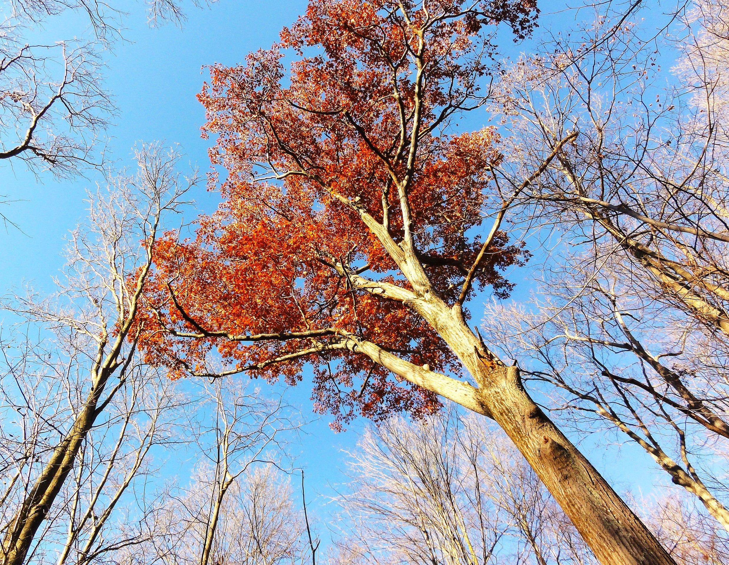 Red Oak Tree - Image 8