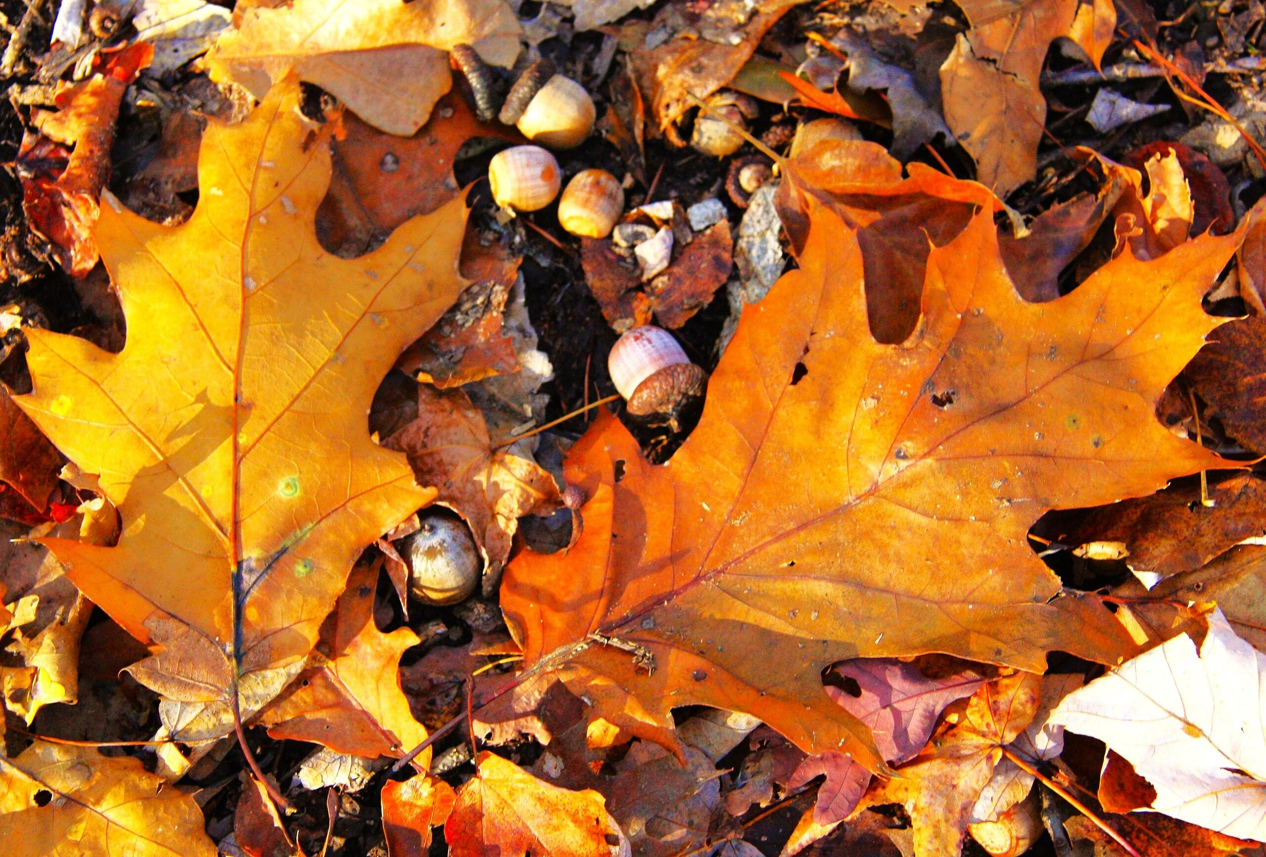 Red Oak Tree - Image 9