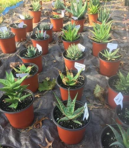 Red T-Shaped Plant Labels - Image 9