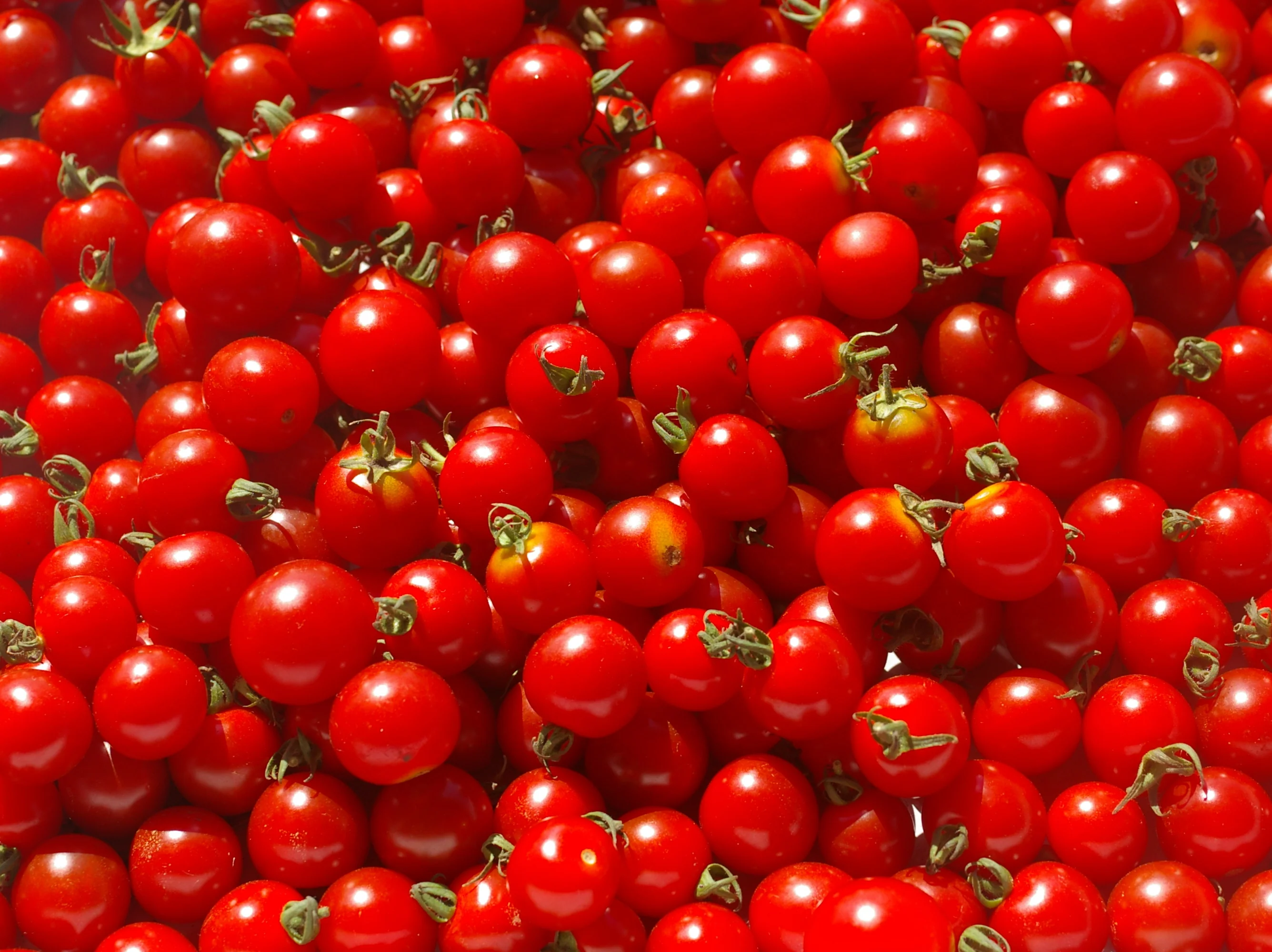Red Robin Tomato (Micro Dwarf) - Image 10