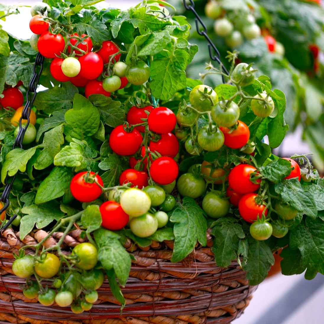 Red Robin Tomato (Micro Dwarf) - Image 2