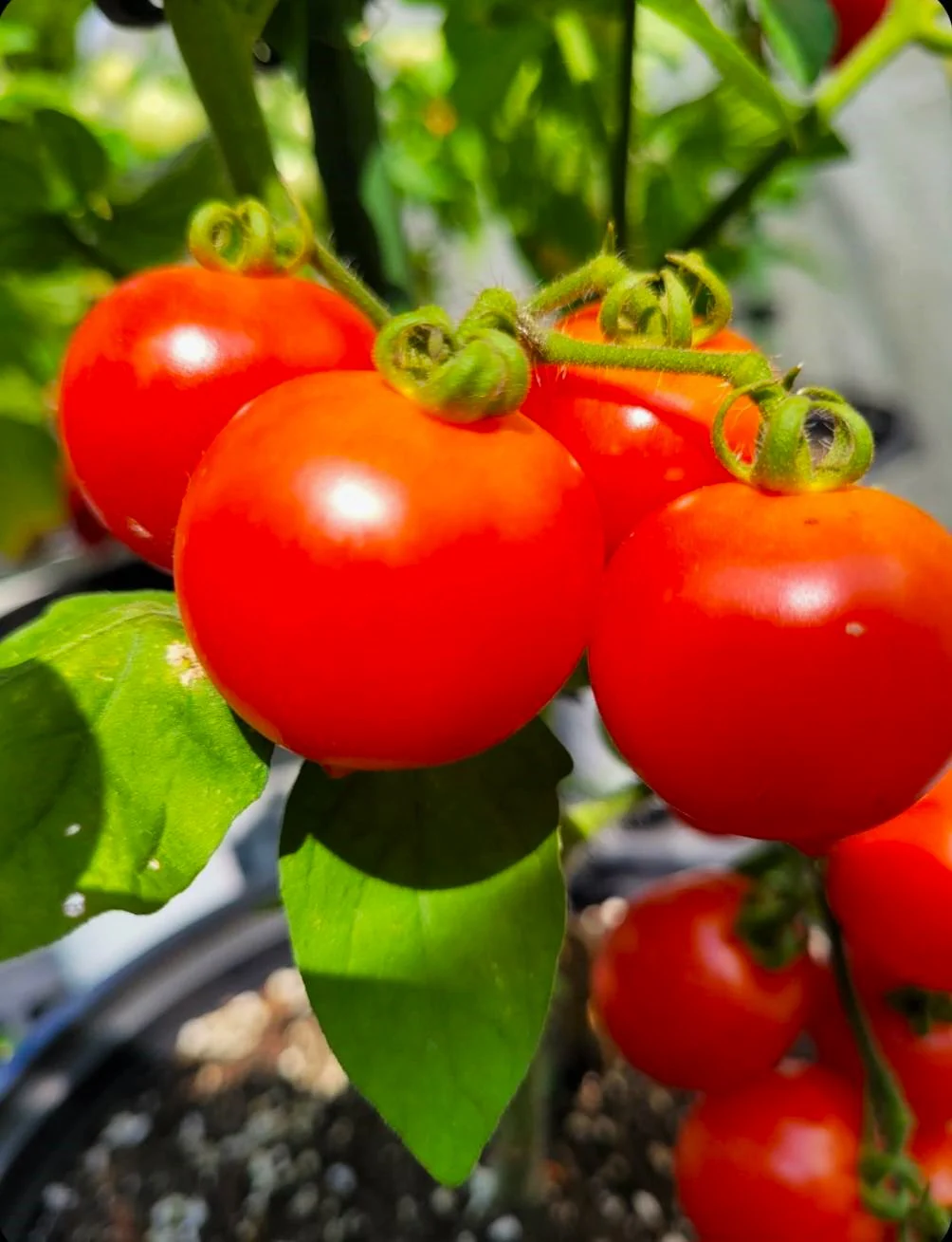 Red Robin Tomato (Micro Dwarf) - Image 4