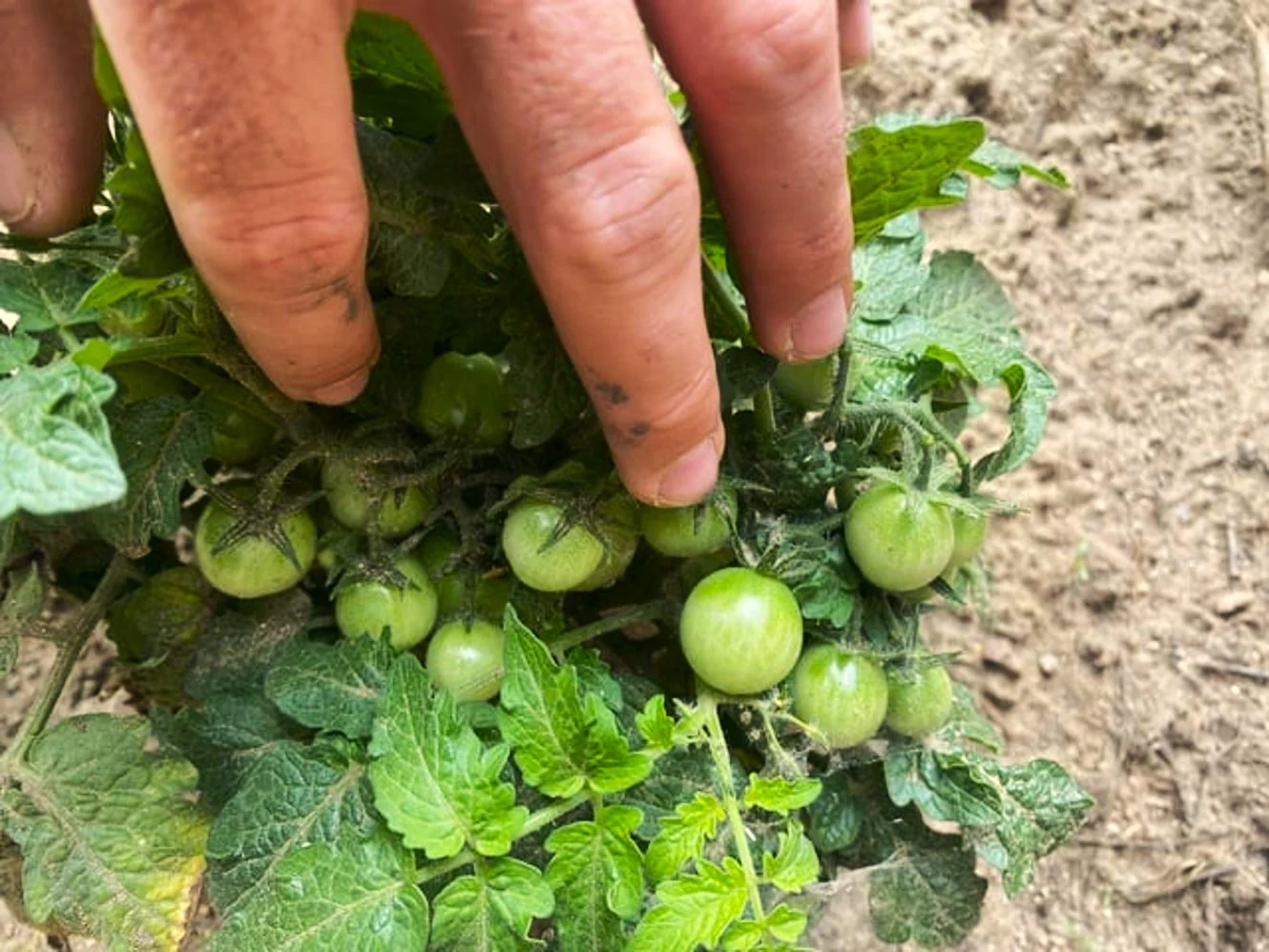 Red Robin Tomato (Micro Dwarf) - Image 7