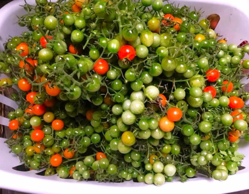 Red Robin Tomato (Micro Dwarf) - Image 8
