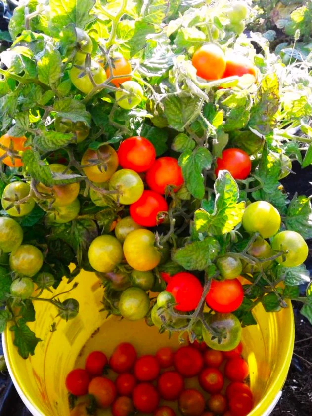 Red Robin Tomato (Micro Dwarf) - Image 9