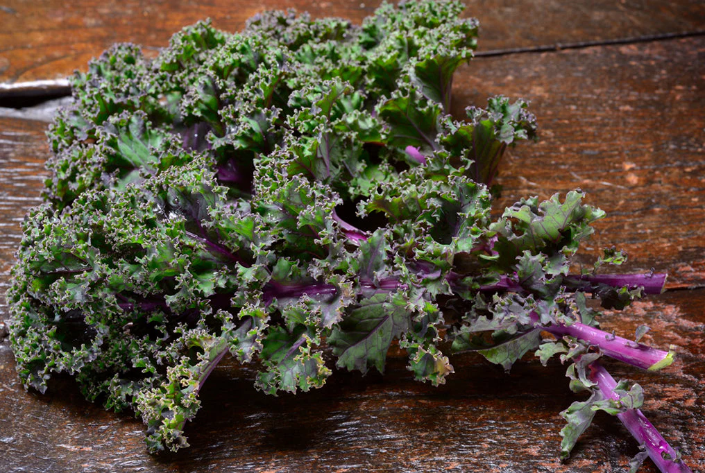 Red Russian Kale - Image 3