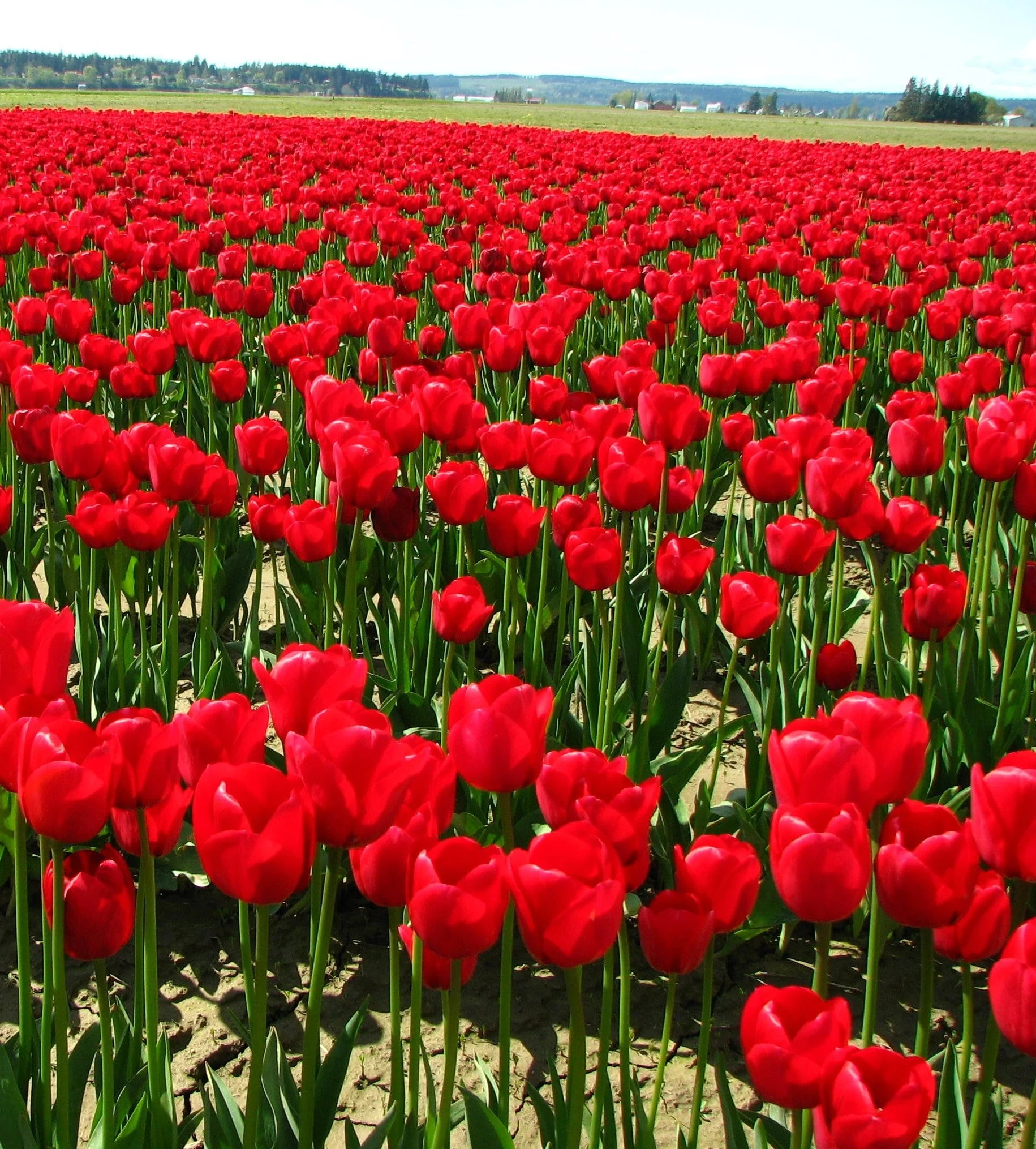 Red Seadov Dutch Tulip Bulbs - Image 3