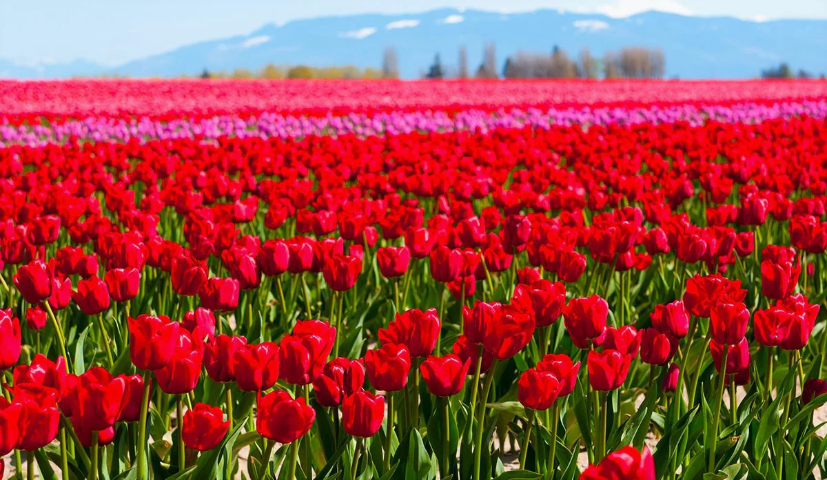 Red Seadov Dutch Tulip Bulbs - Image 4