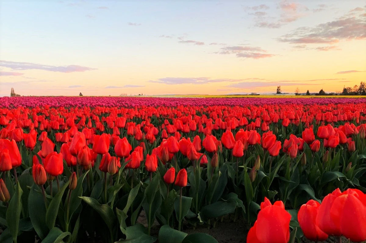 Red Seadov Dutch Tulip Bulbs - Image 5