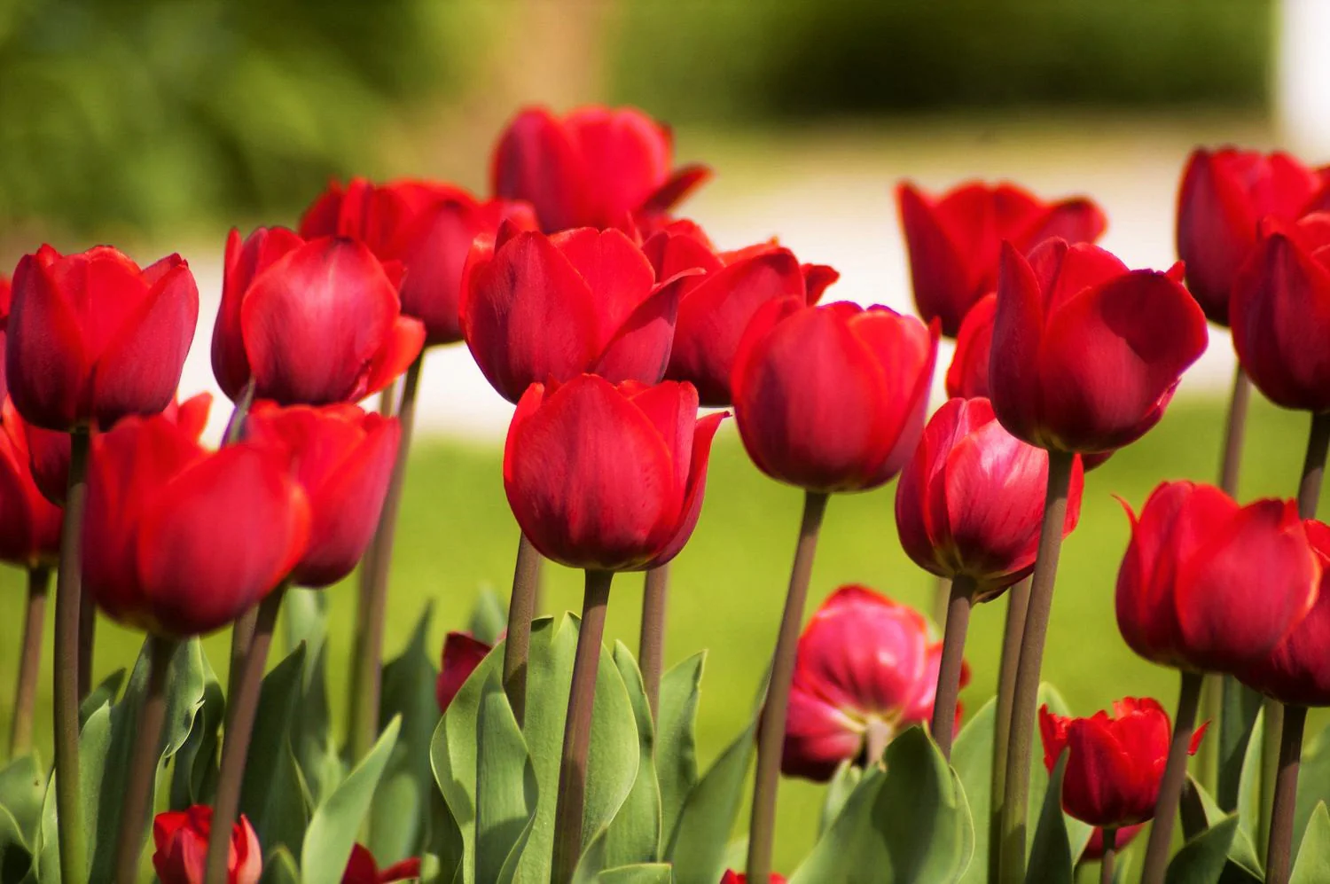 Red Seadov Dutch Tulip Bulbs - Image 6