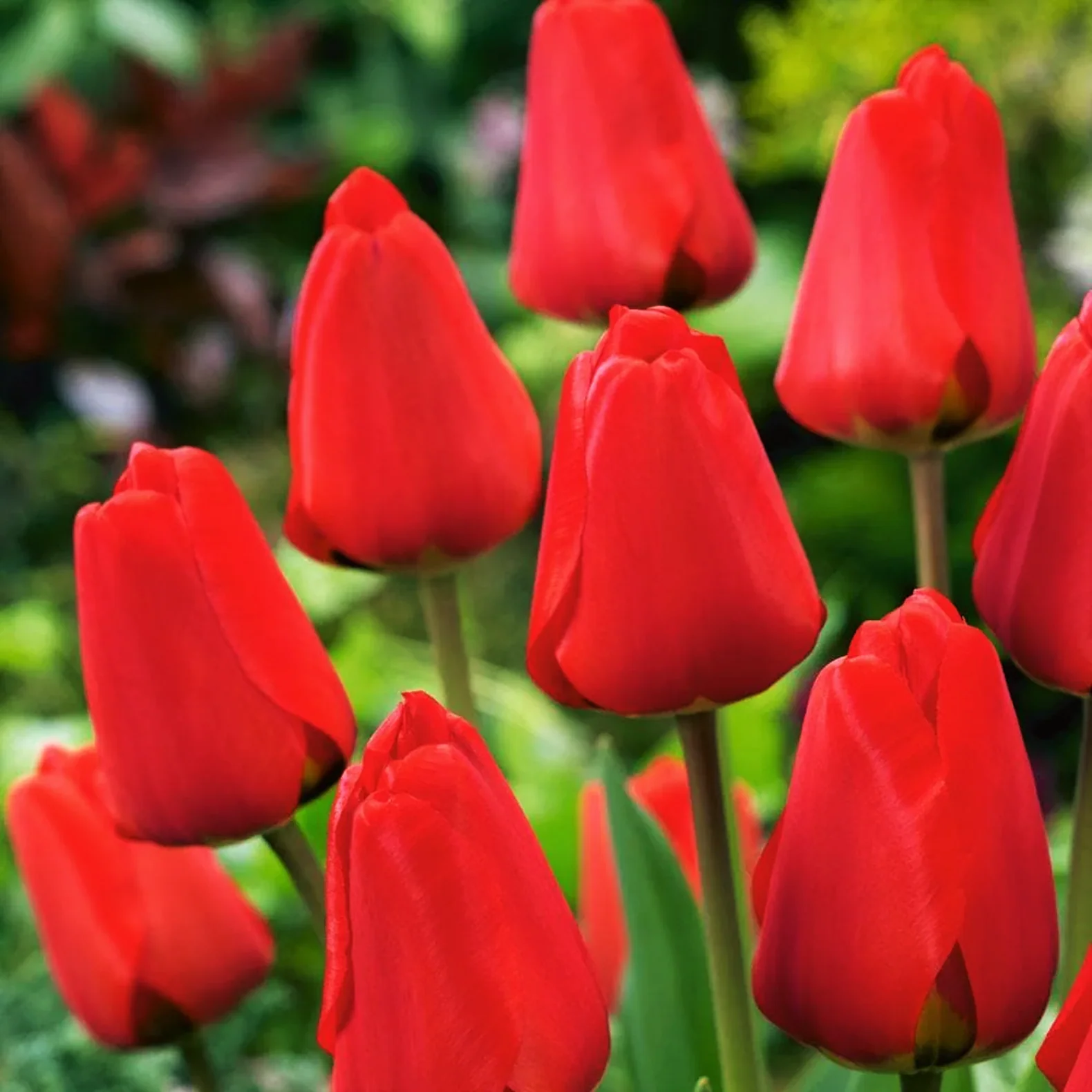 Red Seadov Dutch Tulip Bulbs - Image 7