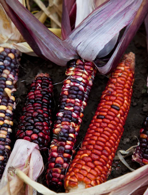 Seneca Red Stalker Ornamental Corn - Image 10