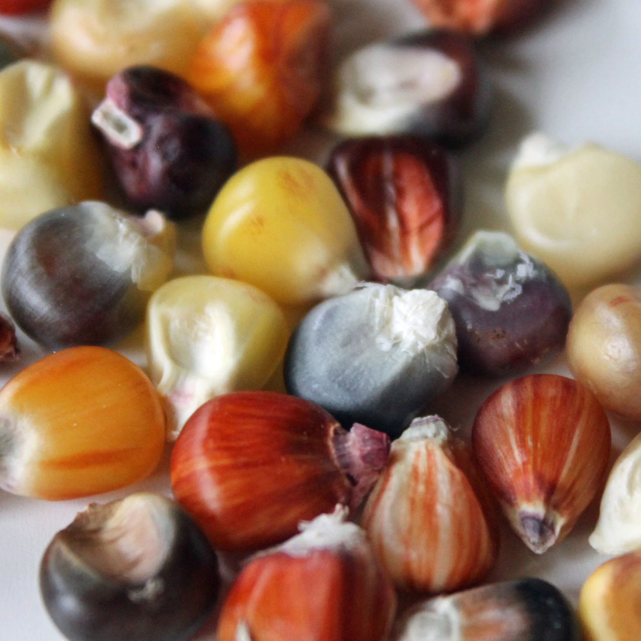 Seneca Red Stalker Ornamental Corn - Image 11
