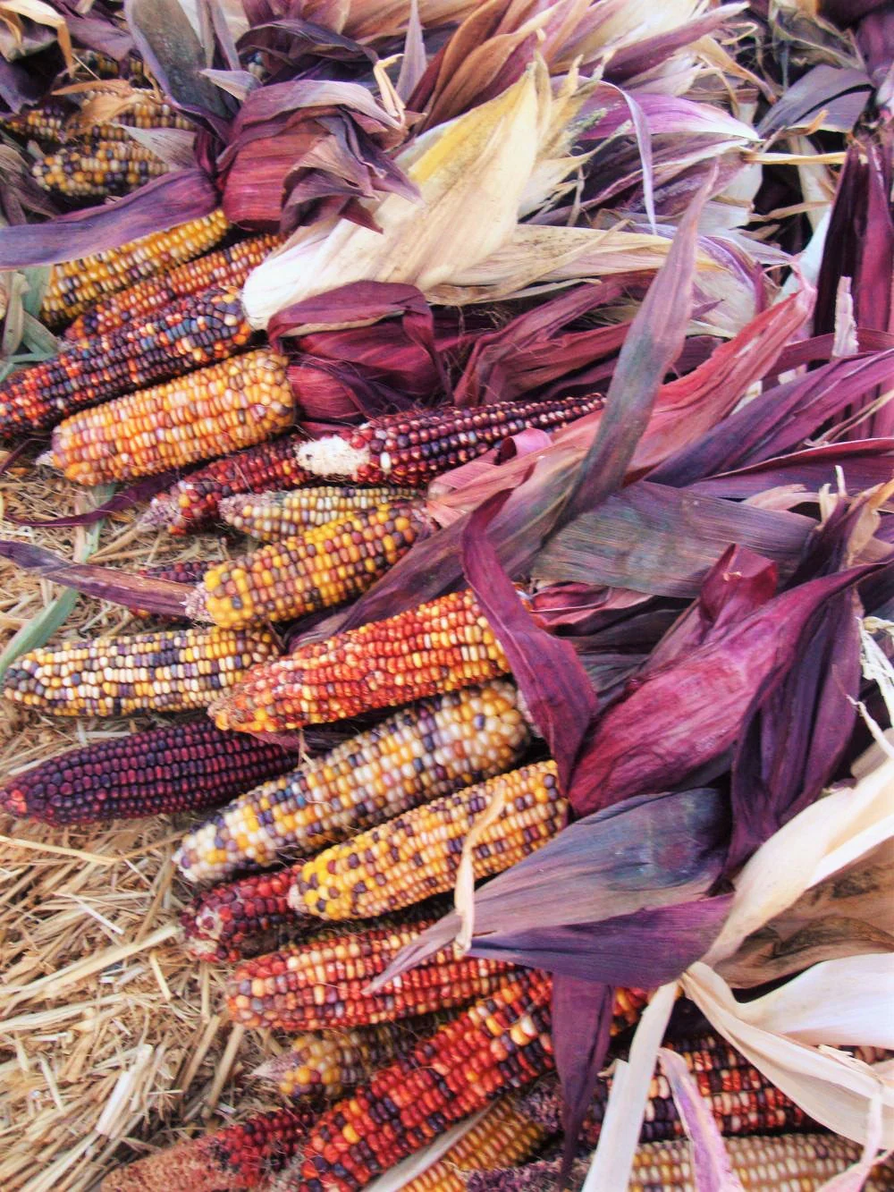 Seneca Red Stalker Ornamental Corn - Image 3