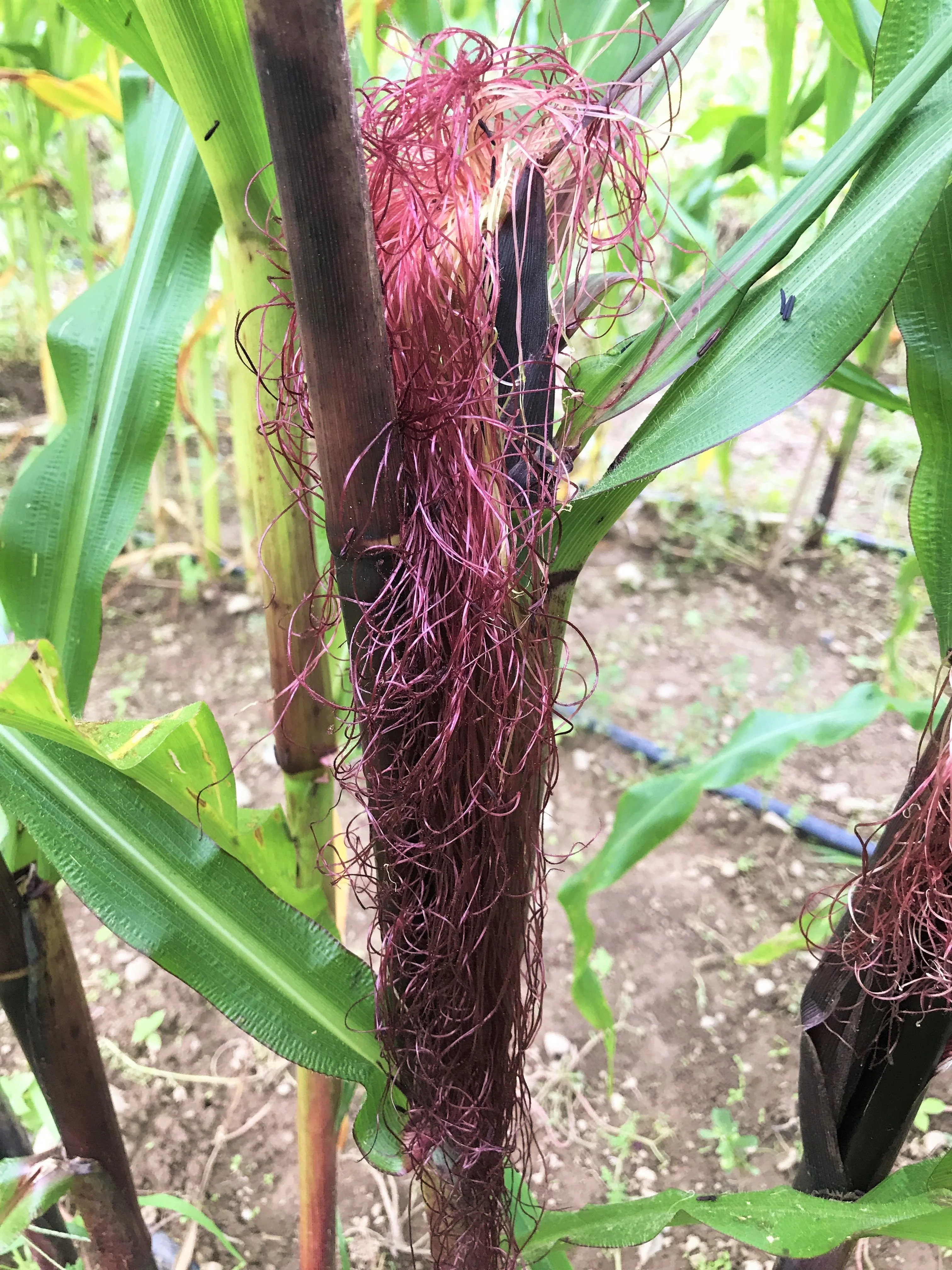 Seneca Red Stalker Ornamental Corn - Image 4