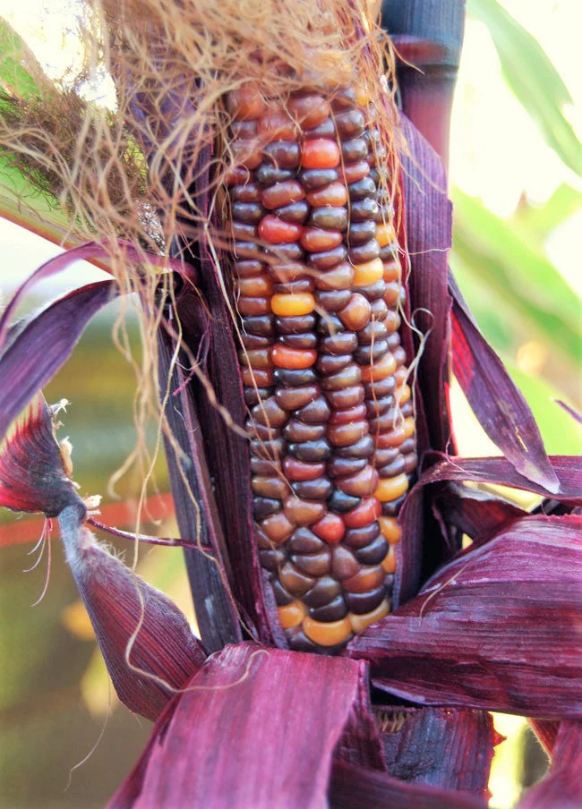 Seneca Red Stalker Ornamental Corn - Image 5