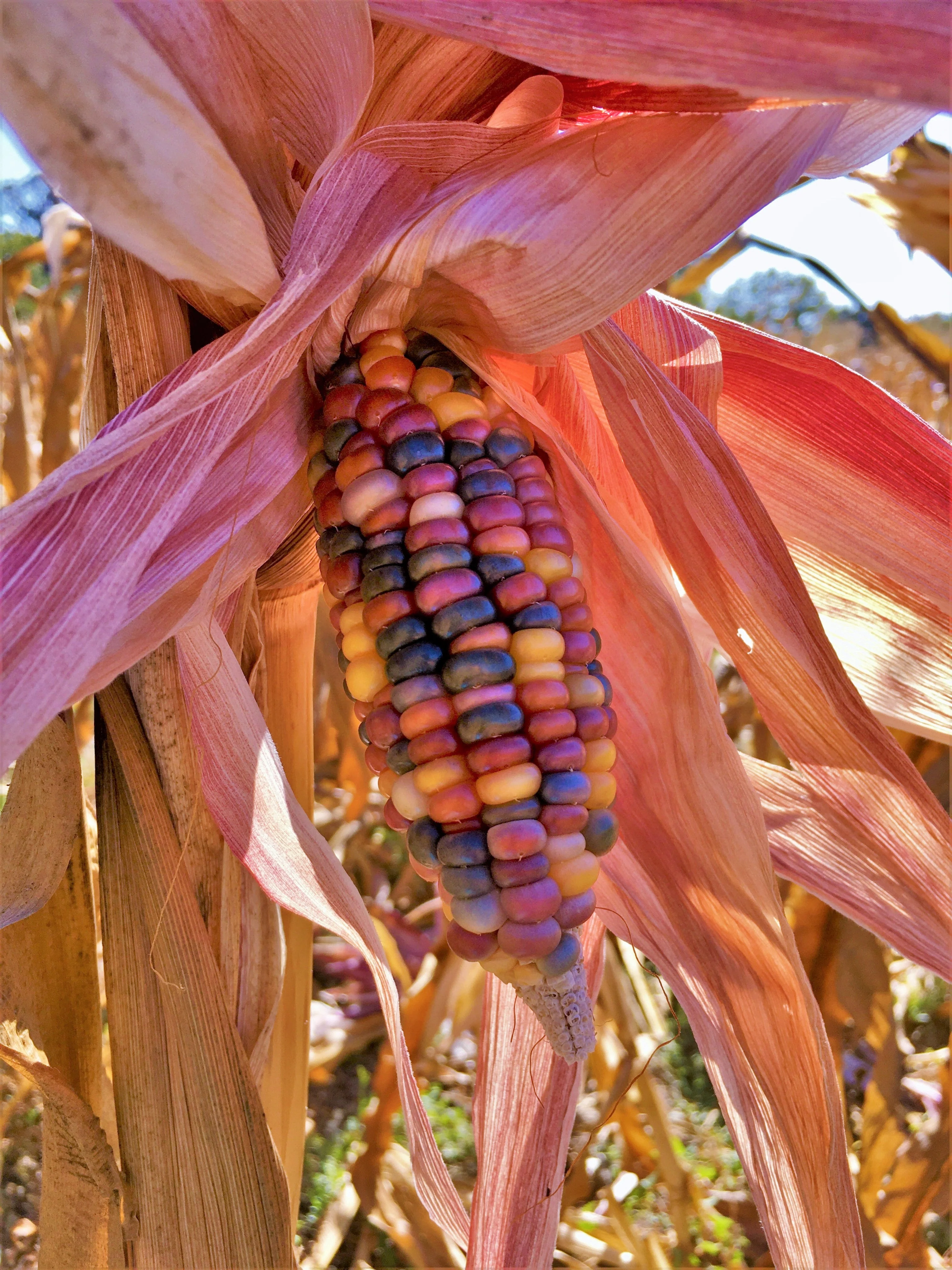Seneca Red Stalker Ornamental Corn - Image 6