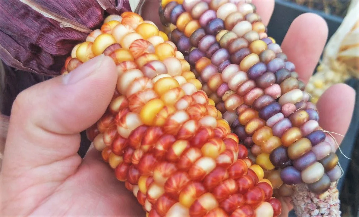 Seneca Red Stalker Ornamental Corn - Image 7