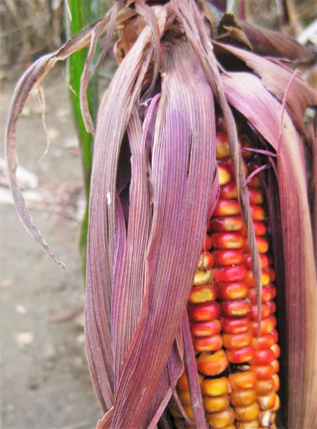 Seneca Red Stalker Ornamental Corn - Image 8
