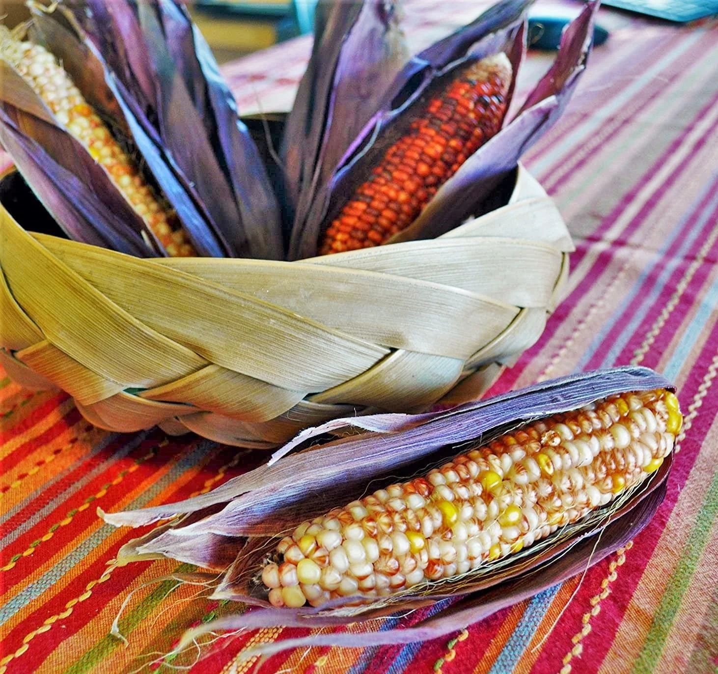 Seneca Red Stalker Ornamental Corn - Image 9