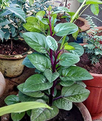 Red Stem Malabar Spinach - Image 3