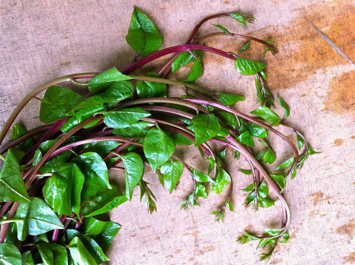 Red Stem Malabar Spinach - Image 4