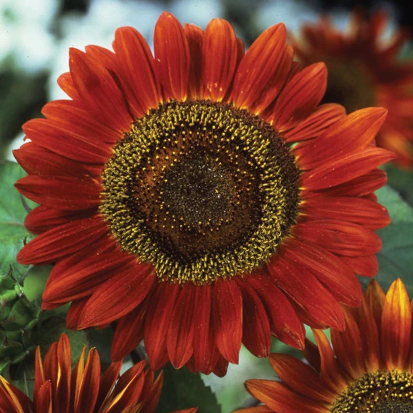 Red Sun Sunflower