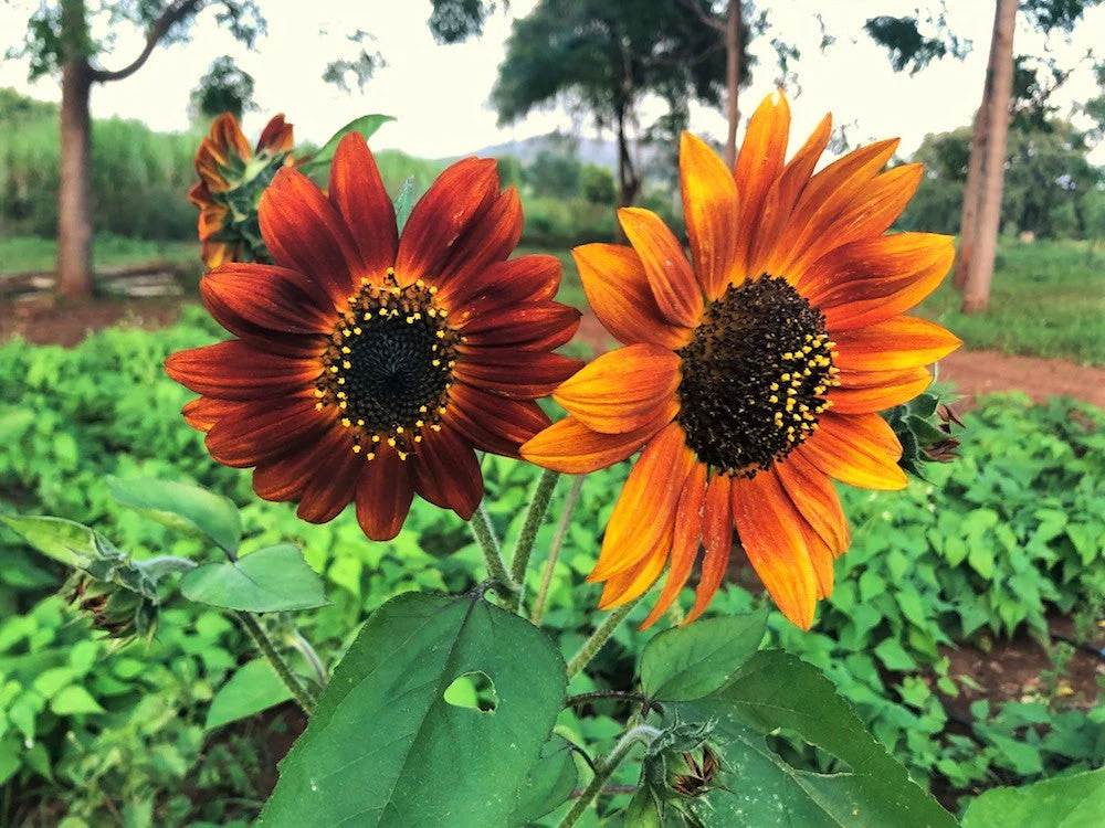 Red Sun Sunflower - Image 2