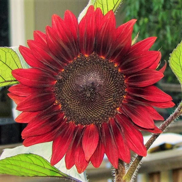 Red Sun Sunflower - Image 3