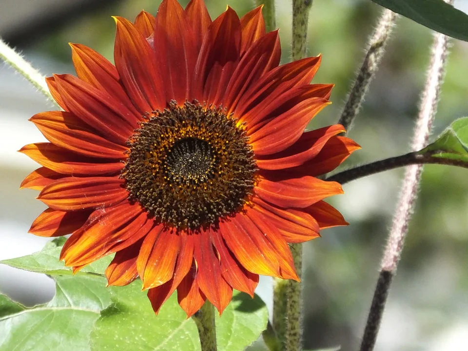 Red Sun Sunflower - Image 4