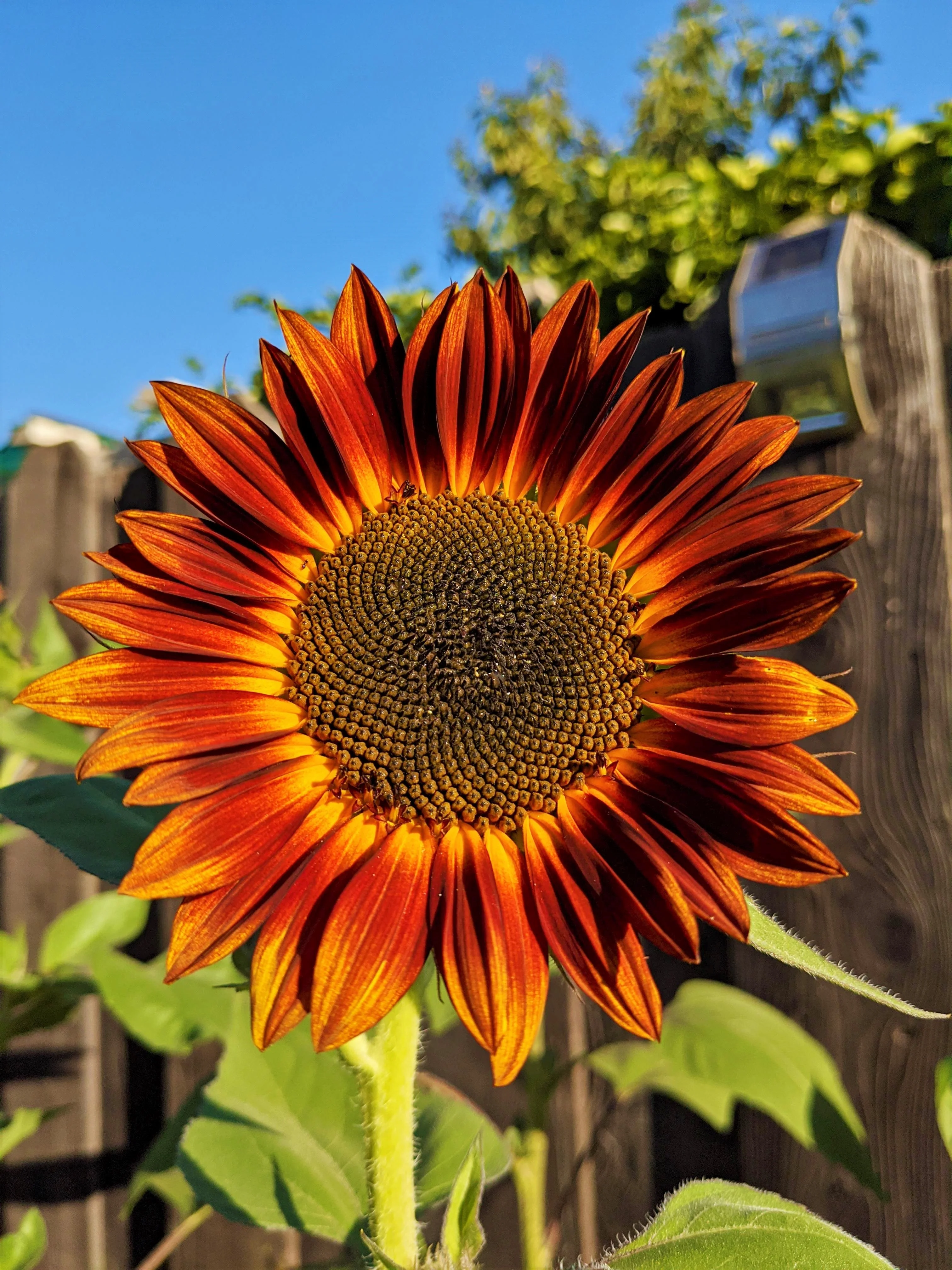 Red Sun Sunflower - Image 5