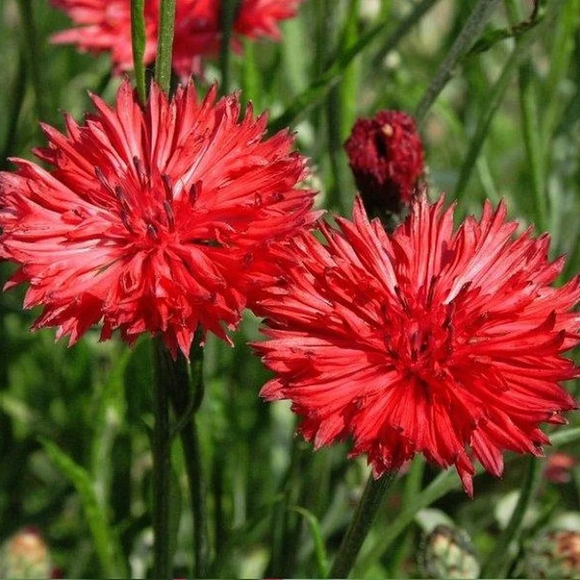 Red Tall Bachelor Button - Image 2