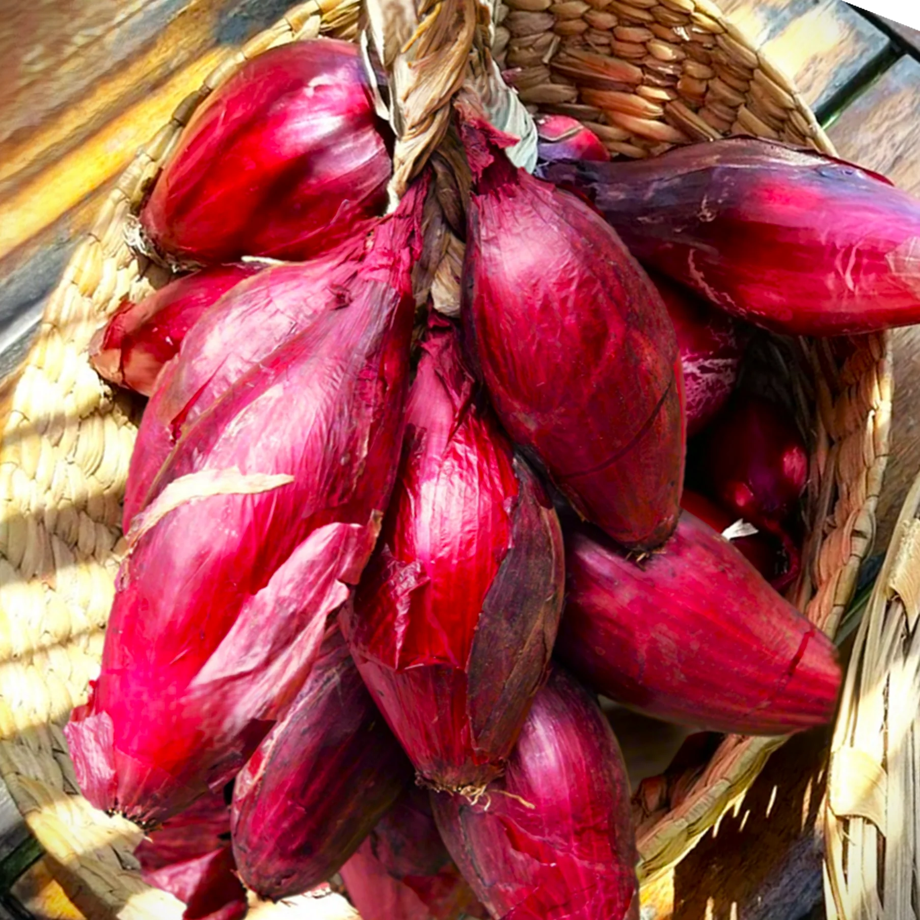 Red Torpedo Rossa Tropea Onion