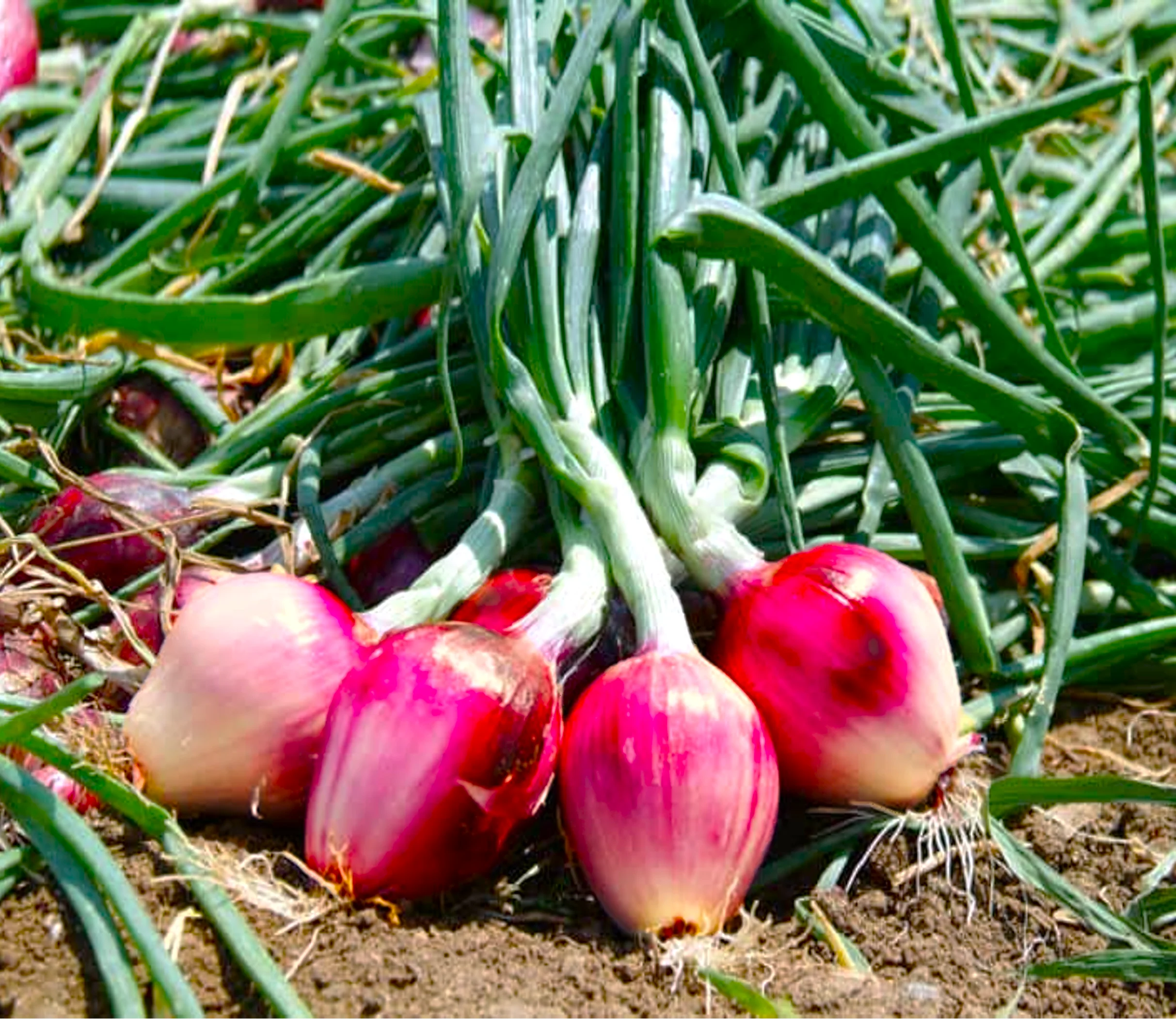 Red Torpedo Rossa Tropea Onion - Image 2