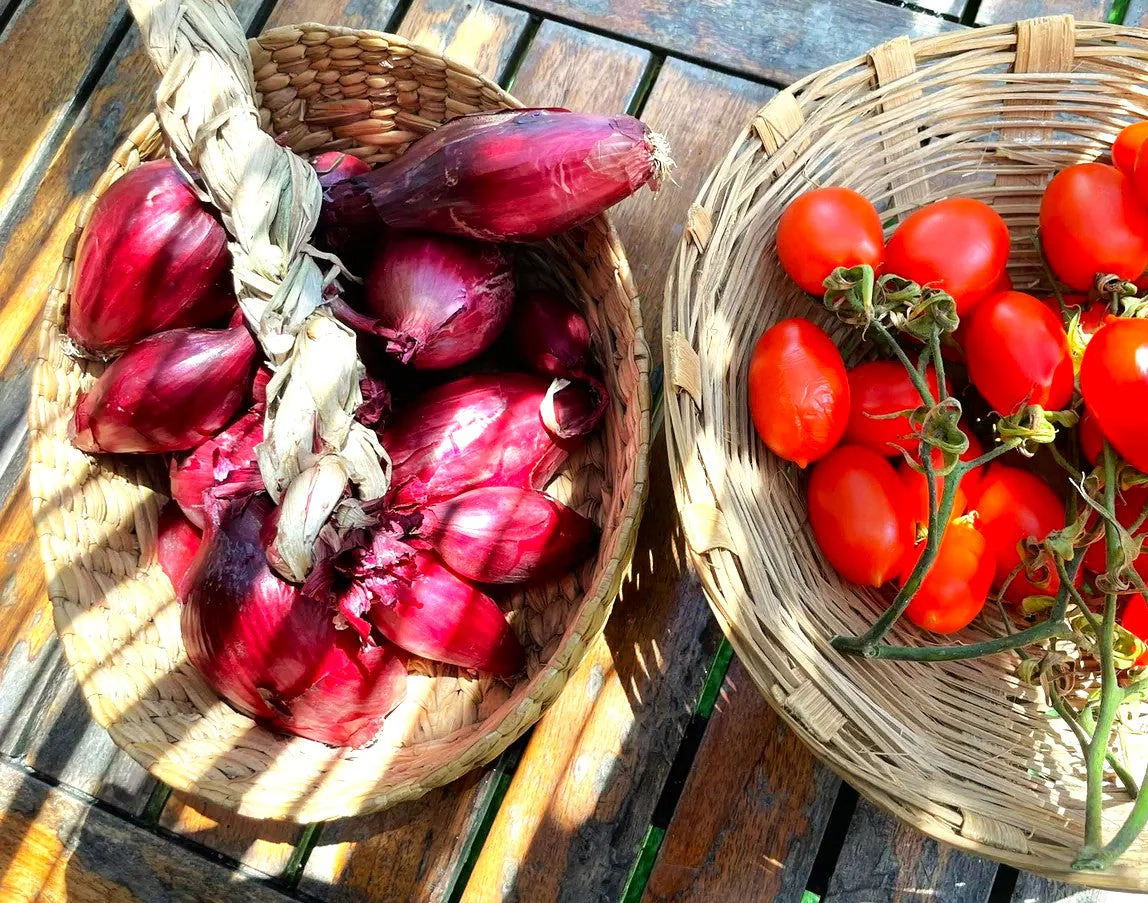 Red Torpedo Rossa Tropea Onion - Image 3