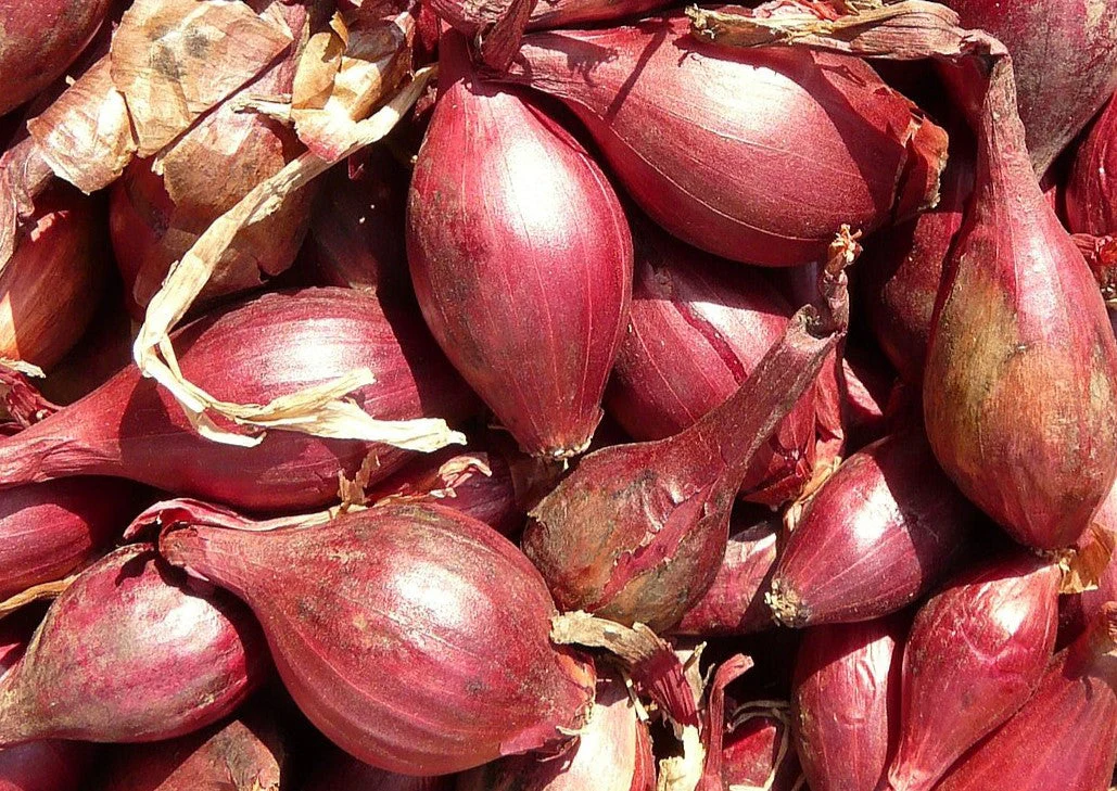 Red Torpedo Rossa Tropea Onion - Image 6