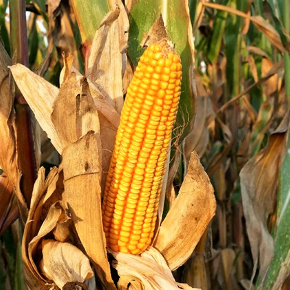 Reid's Yellow Dent Corn