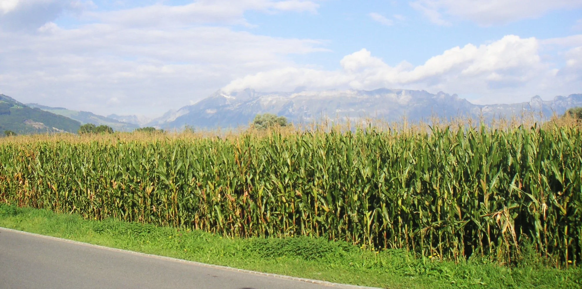Reid's Yellow Dent Corn - Image 2