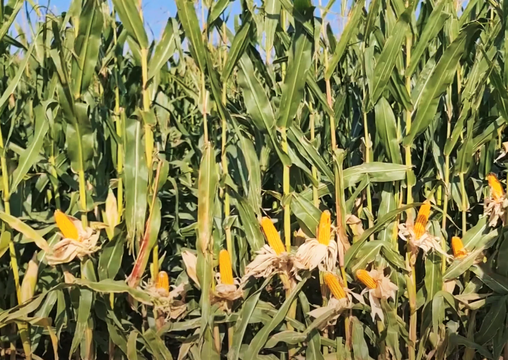 Reid's Yellow Dent Corn - Image 3