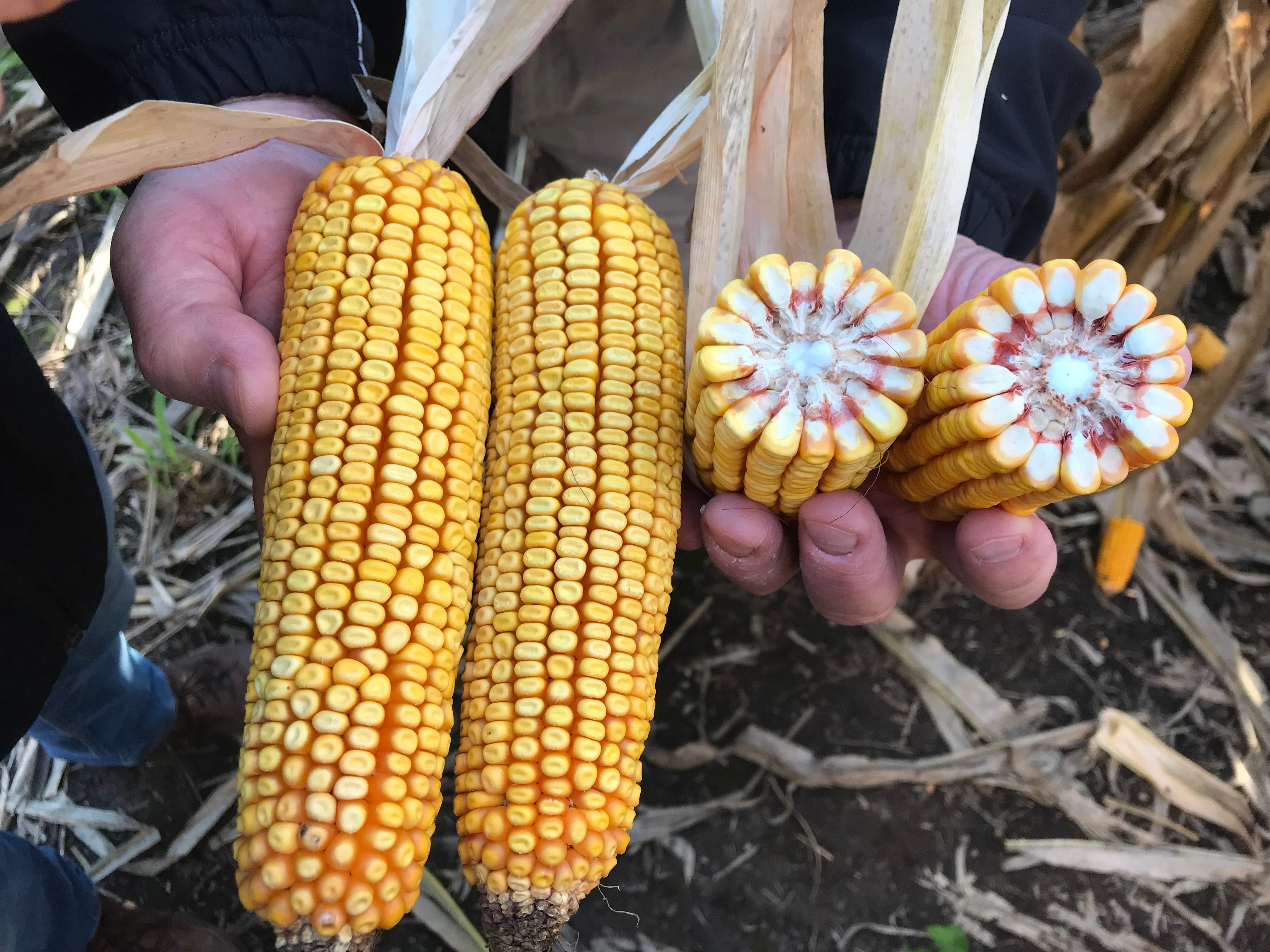 Reid's Yellow Dent Corn - Image 4