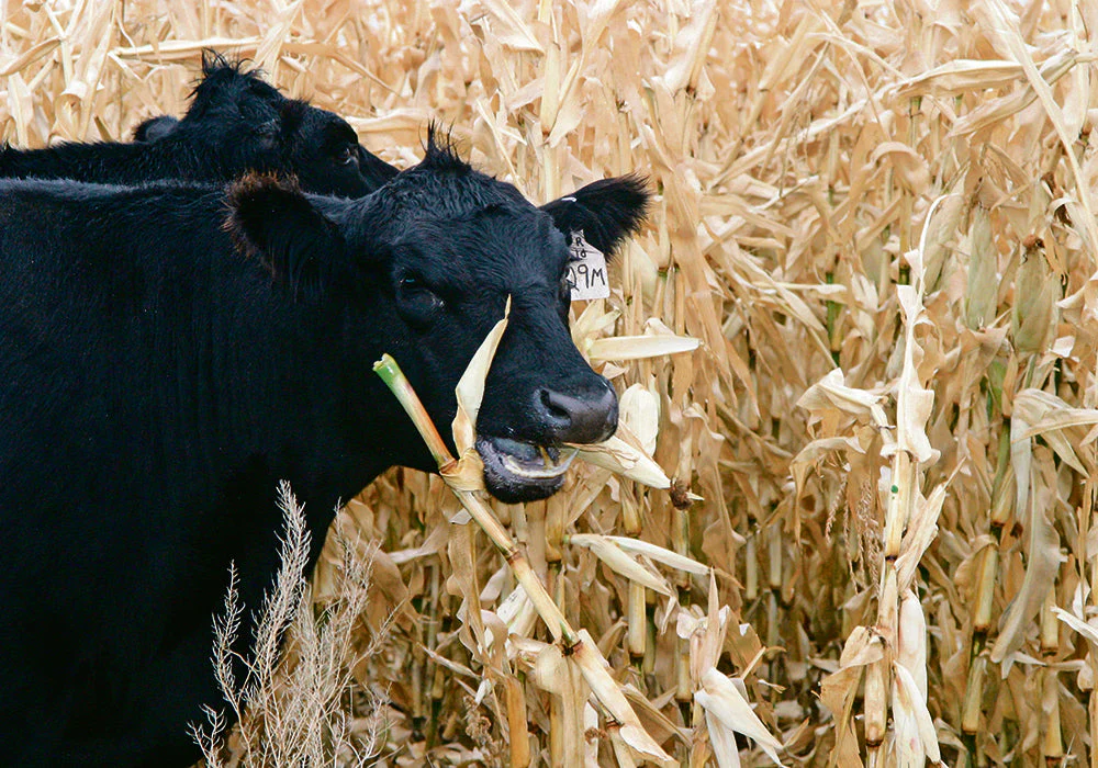 Reid's Yellow Dent Corn - Image 7