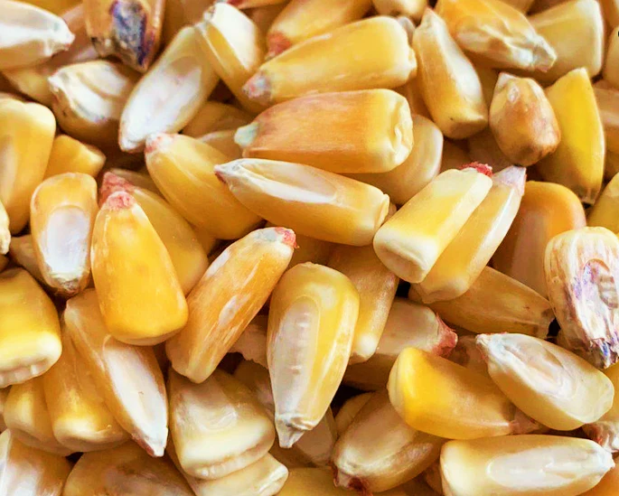 Reid's Yellow Dent Corn - Image 9