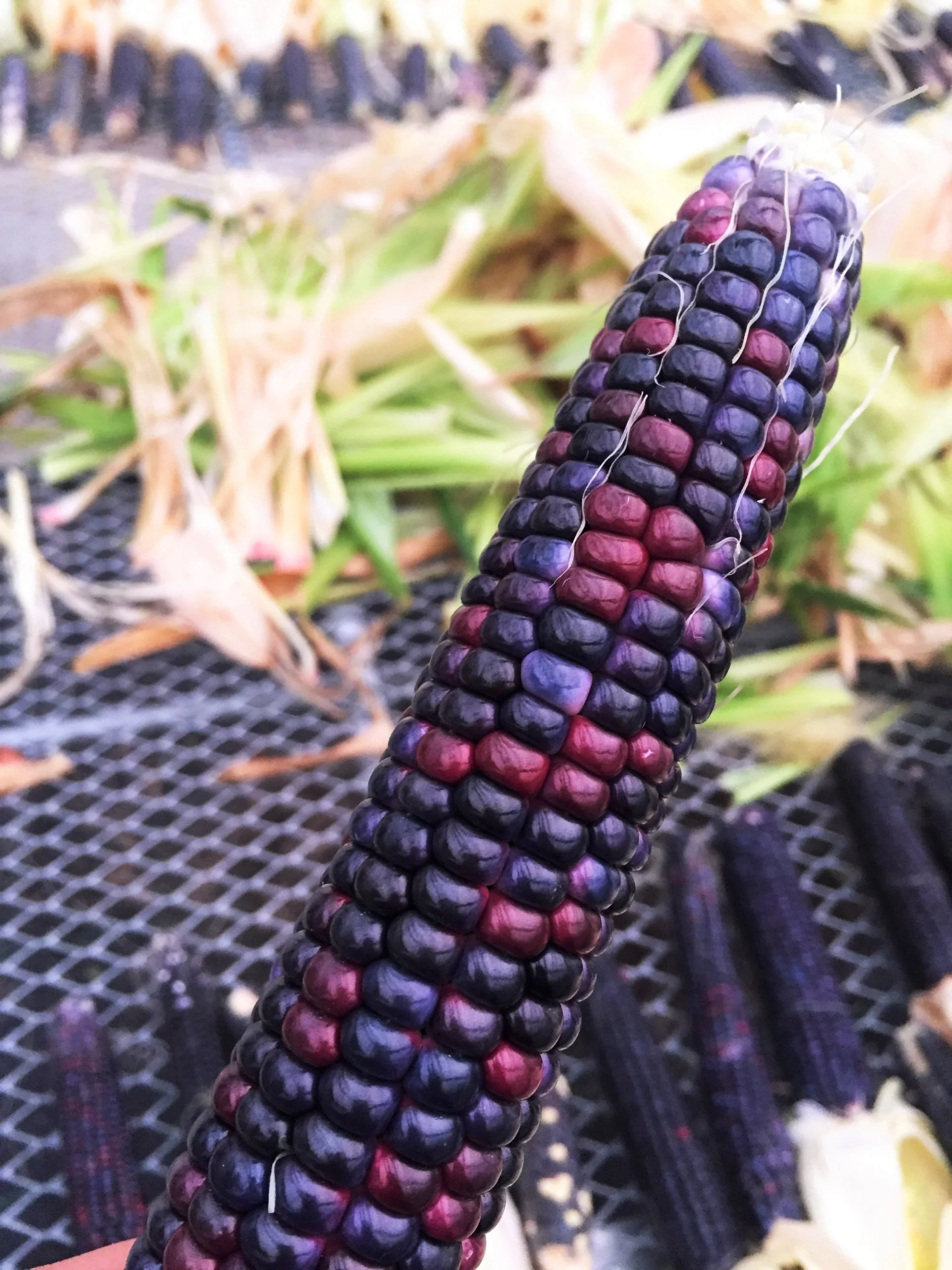 Rio Grande Blue Ornamental Corn - Image 3