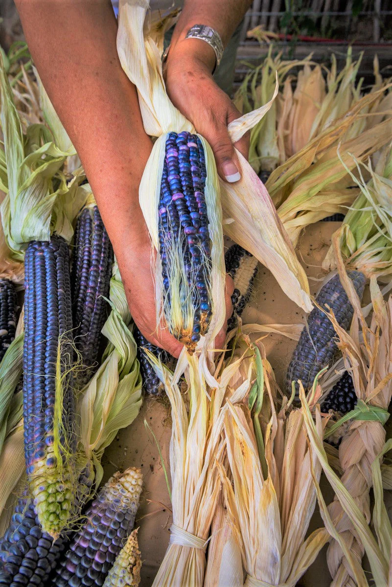 Rio Grande Blue Ornamental Corn - Image 4