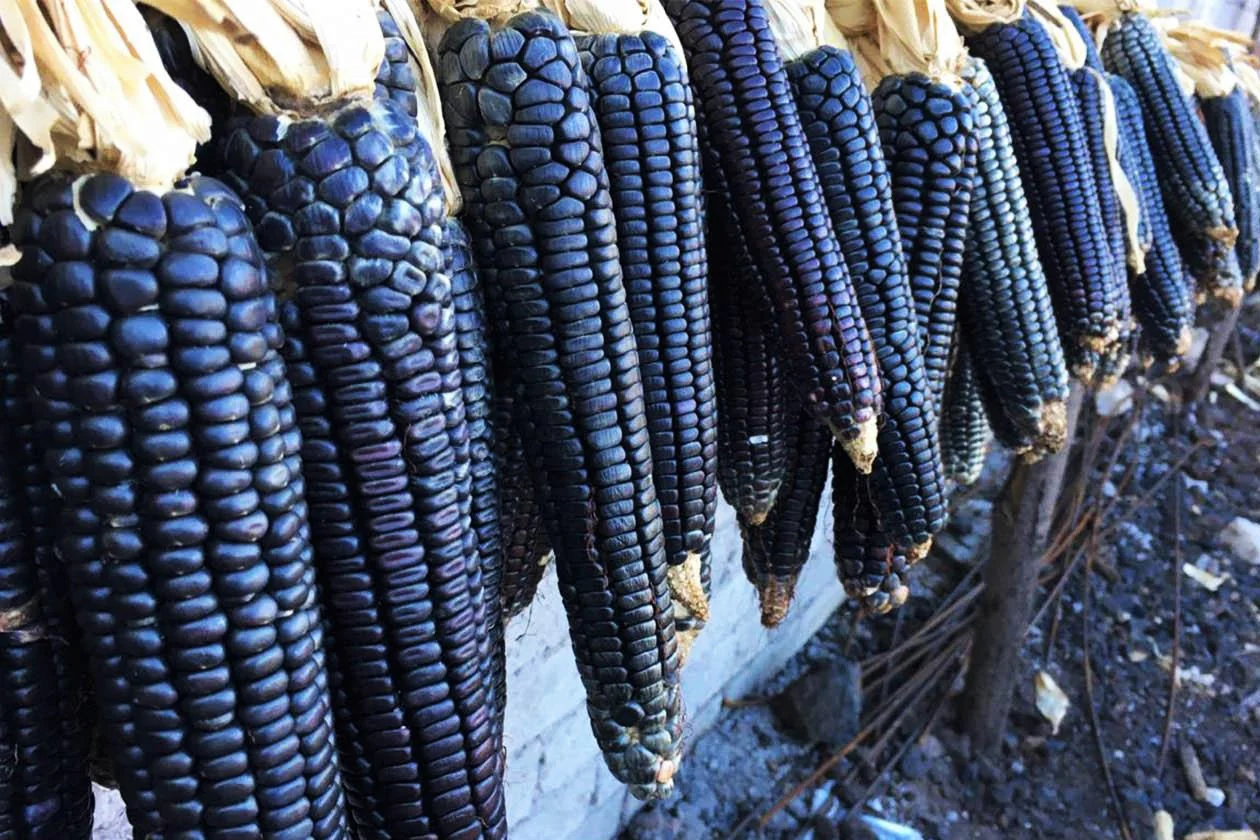 Rio Grande Blue Ornamental Corn - Image 5